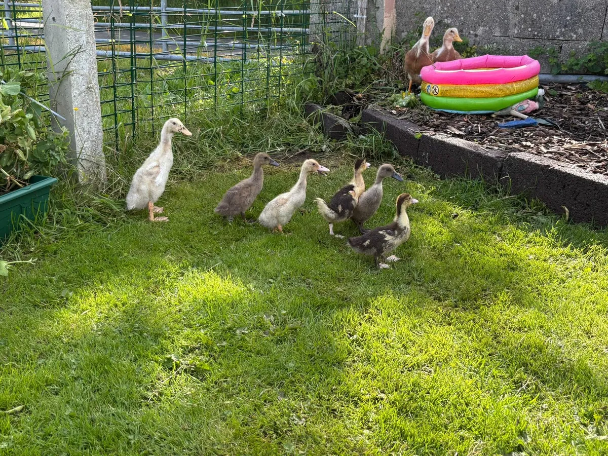 Ducklings & Geese - Image 4