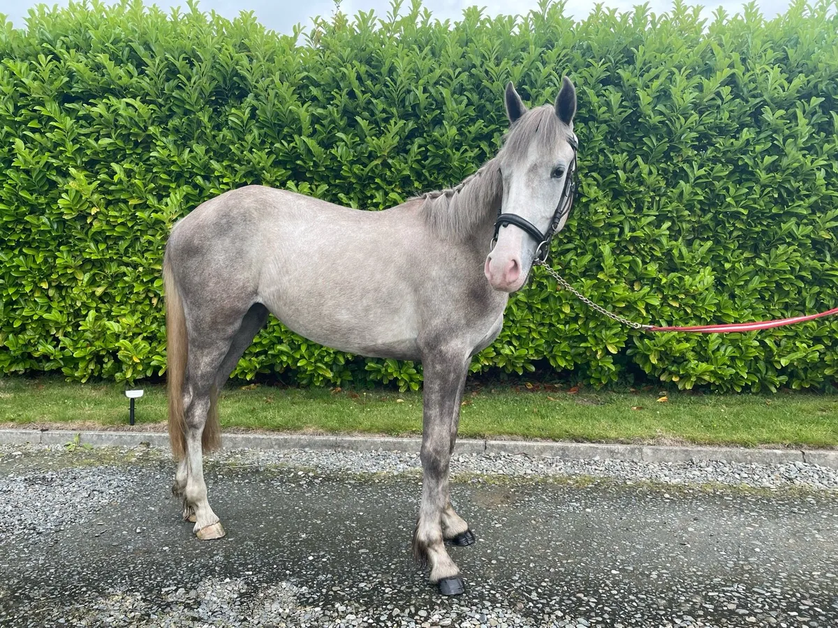 2023 ID Filly - Image 1
