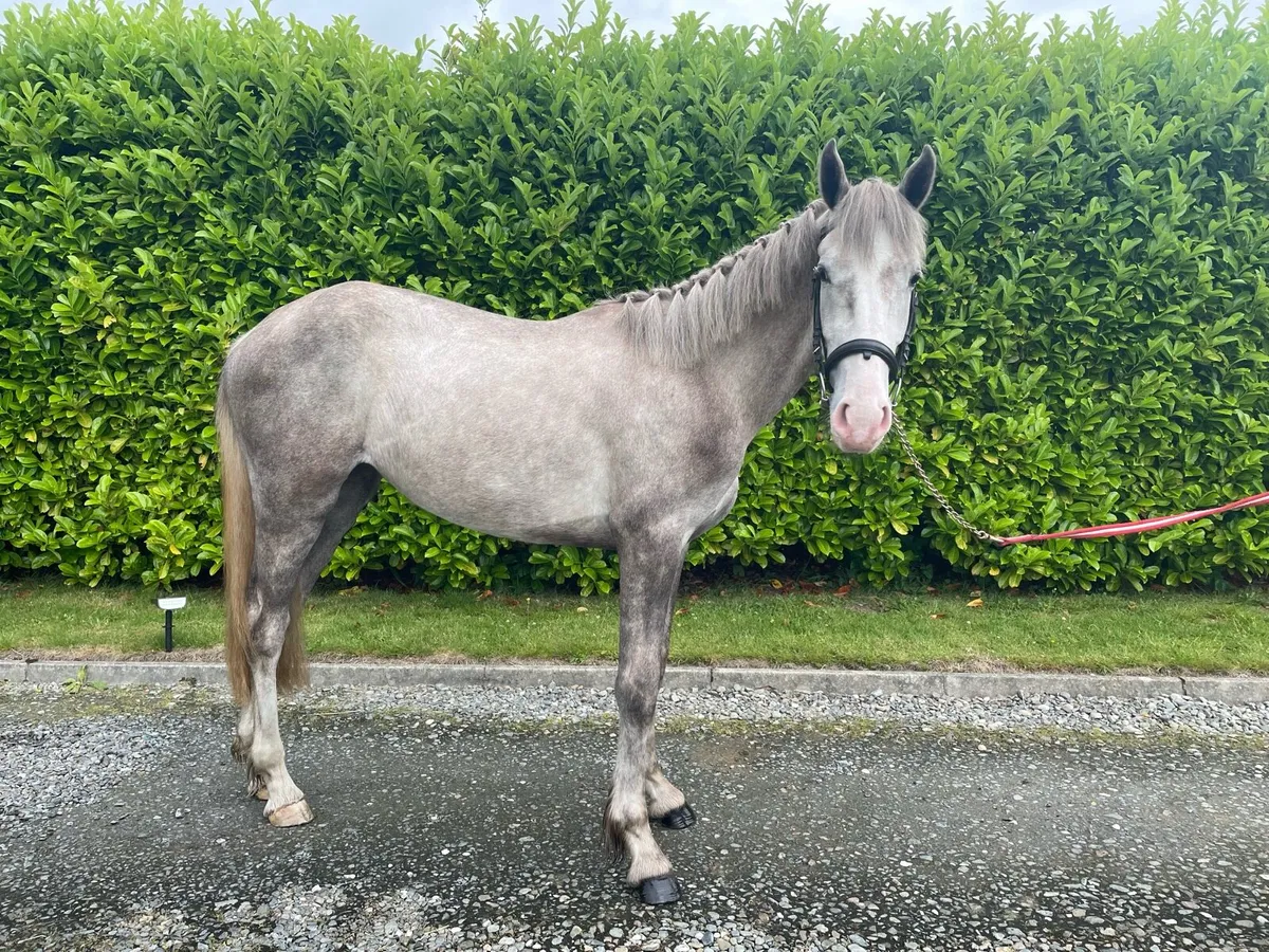 2023 ID Filly - Image 2