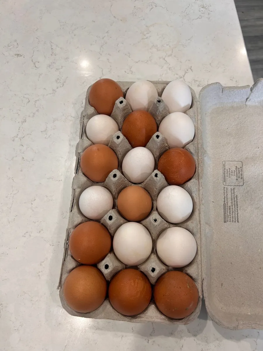 Pasture Raised Rainbow Eggs - Image 3