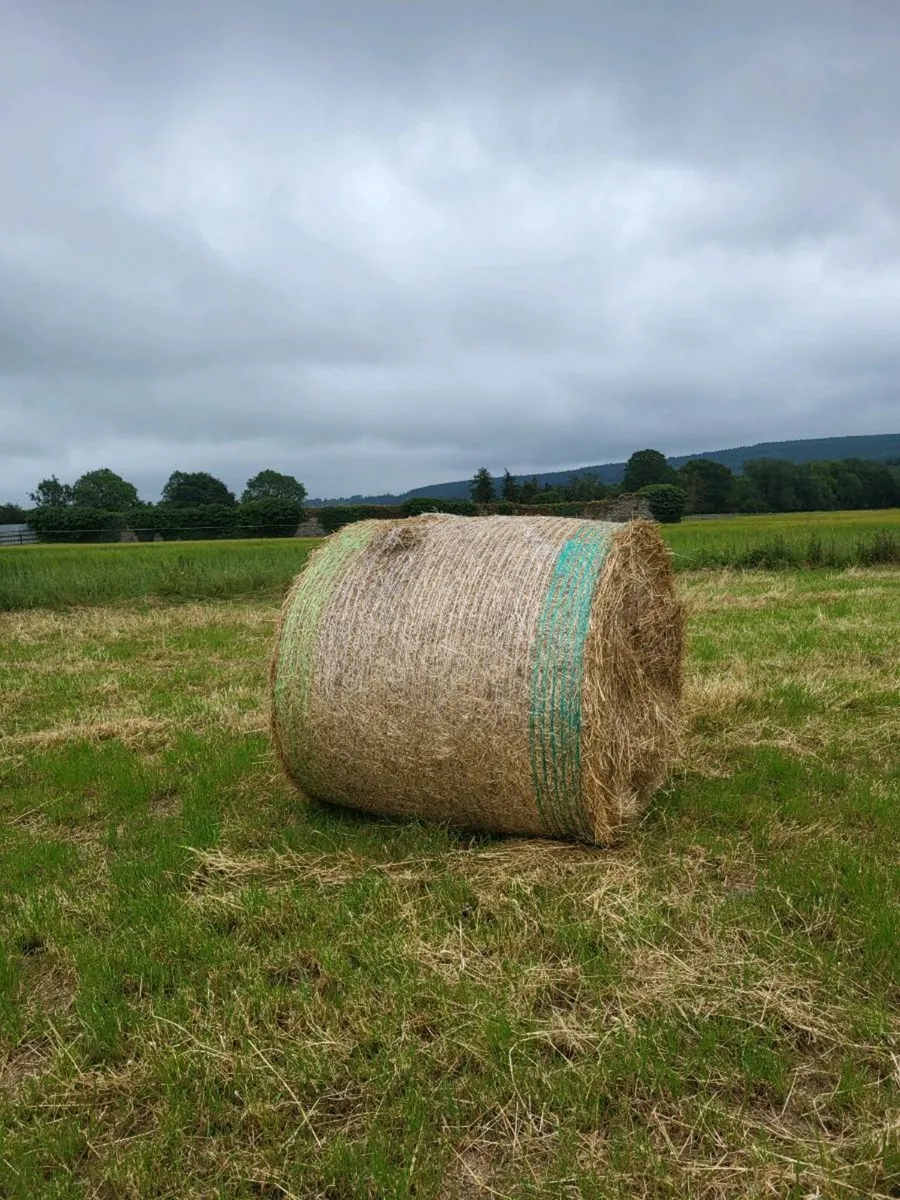 Round hay bales