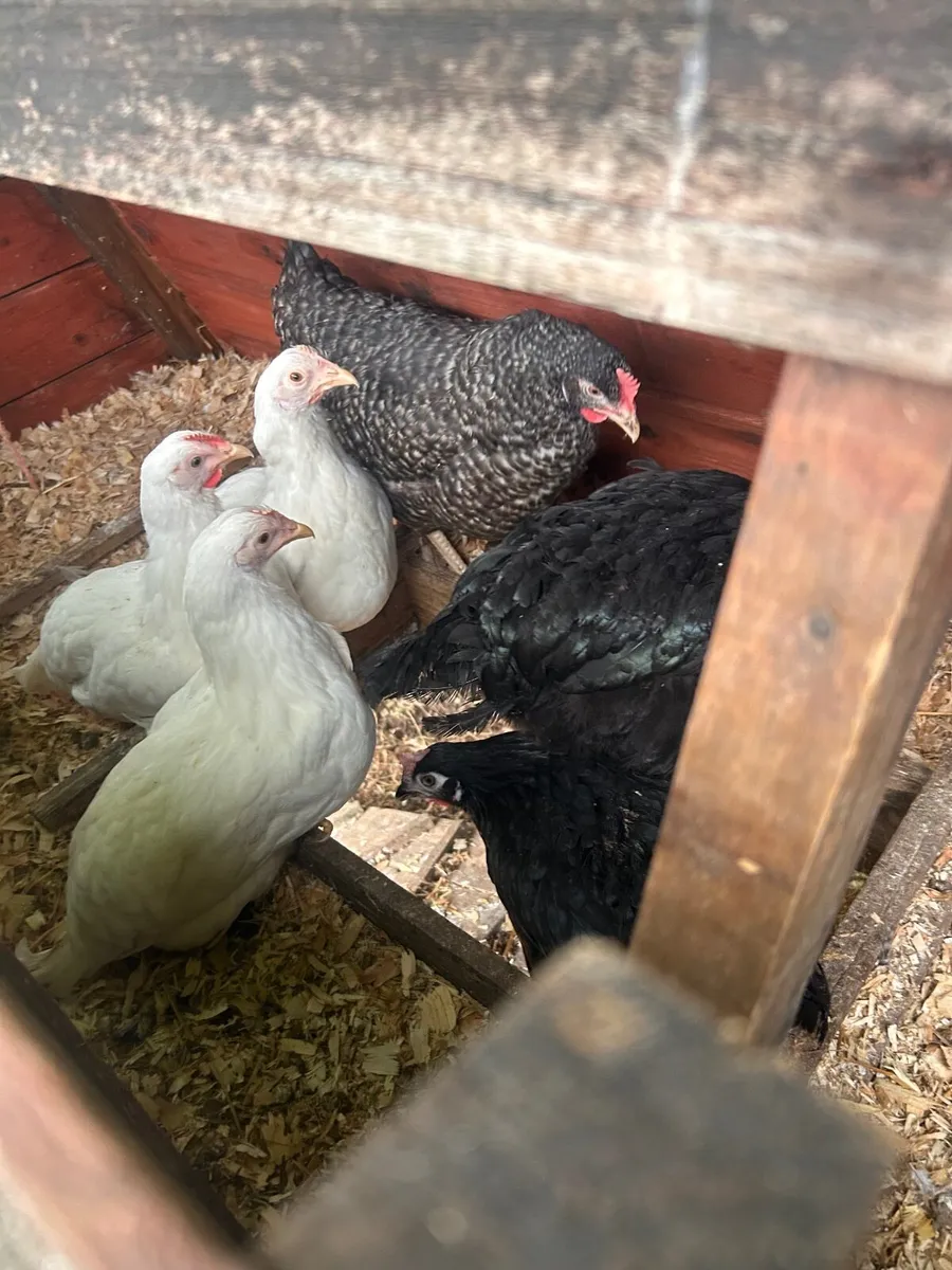 Pasture Raised Rainbow Eggs - Image 2