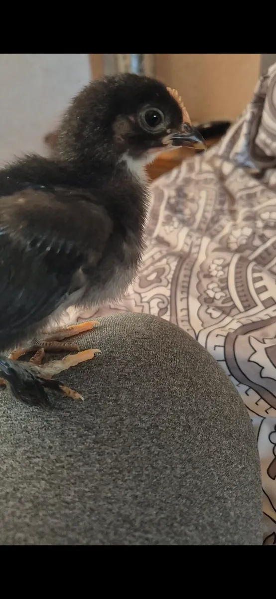 Hand raised baby pekin pet roosters 🐓 - Image 3