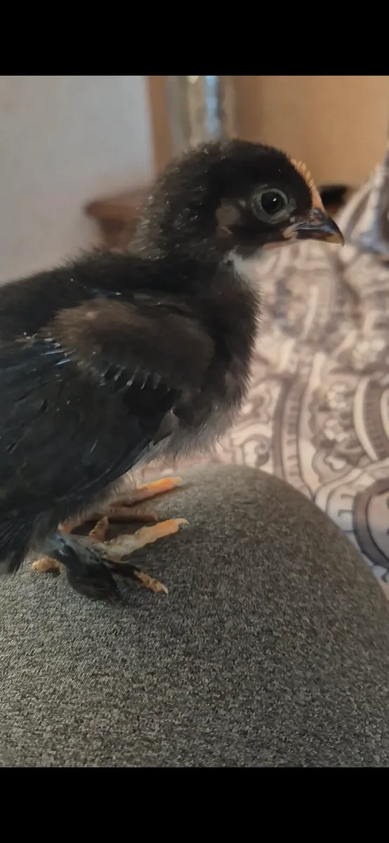 Hand raised baby pekin pet roosters 🐓 - Image 4