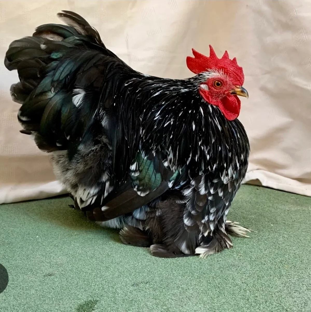 Hand raised baby pekin pet roosters 🐓 - Image 2