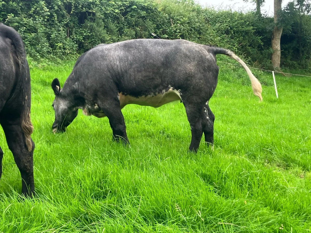 Top class 5 star bulling heifers - Image 1