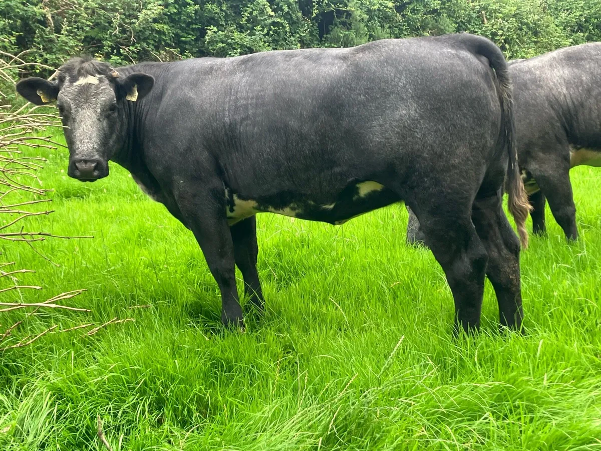Top class 5 star bulling heifers - Image 2