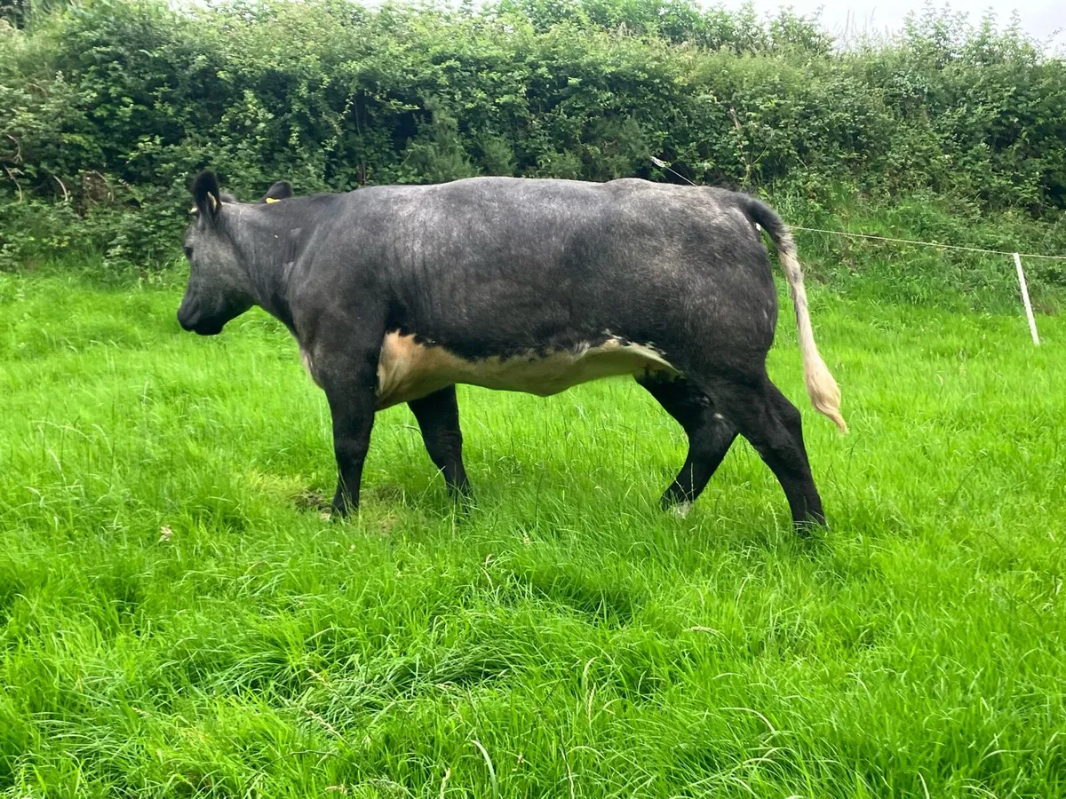 Top class 5 star bulling heifers - Image 3