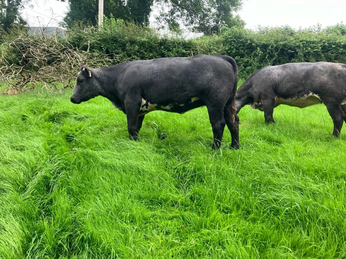 Top class 5 star bulling heifers - Image 4
