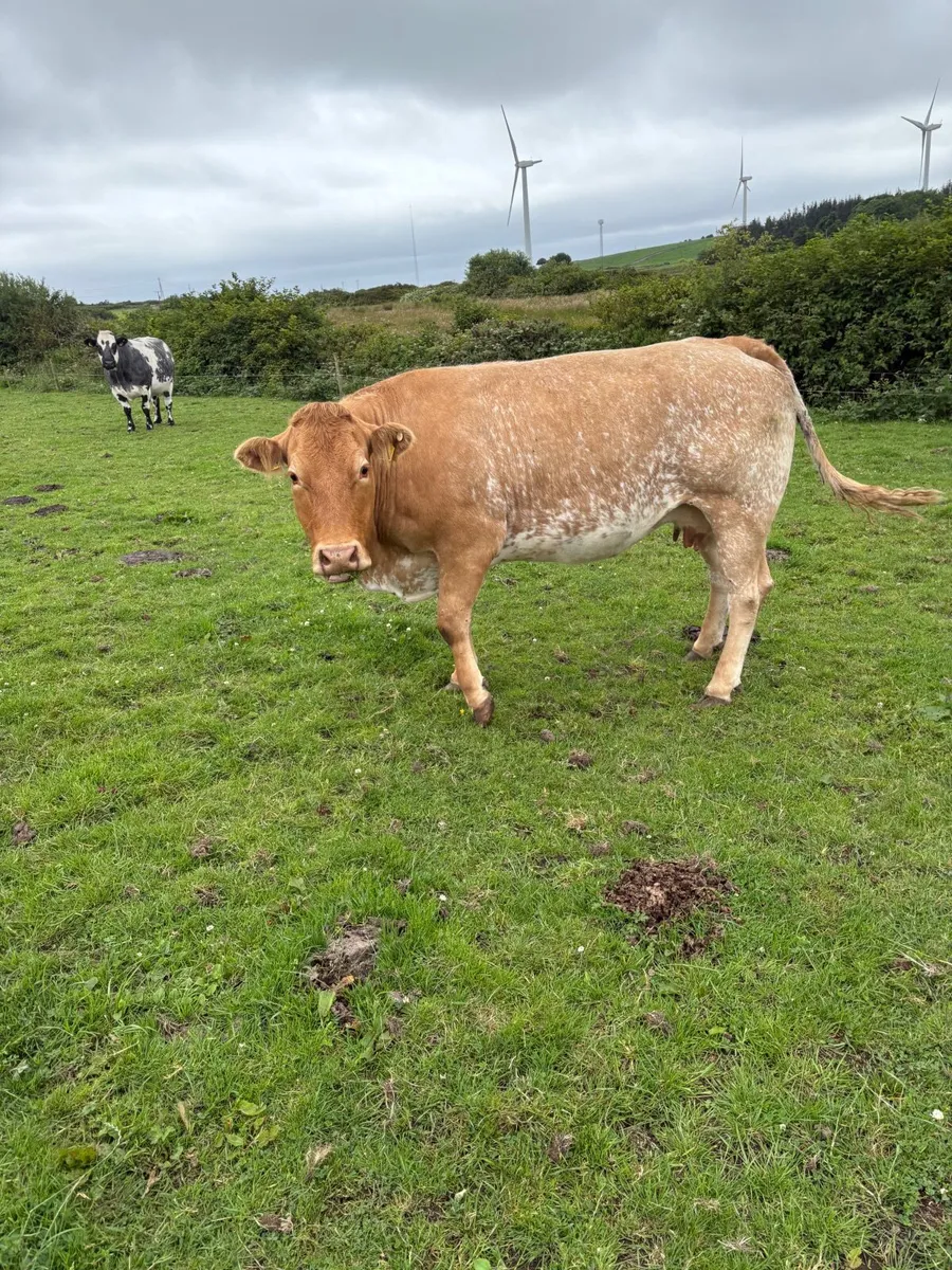 Heifer - Image 3