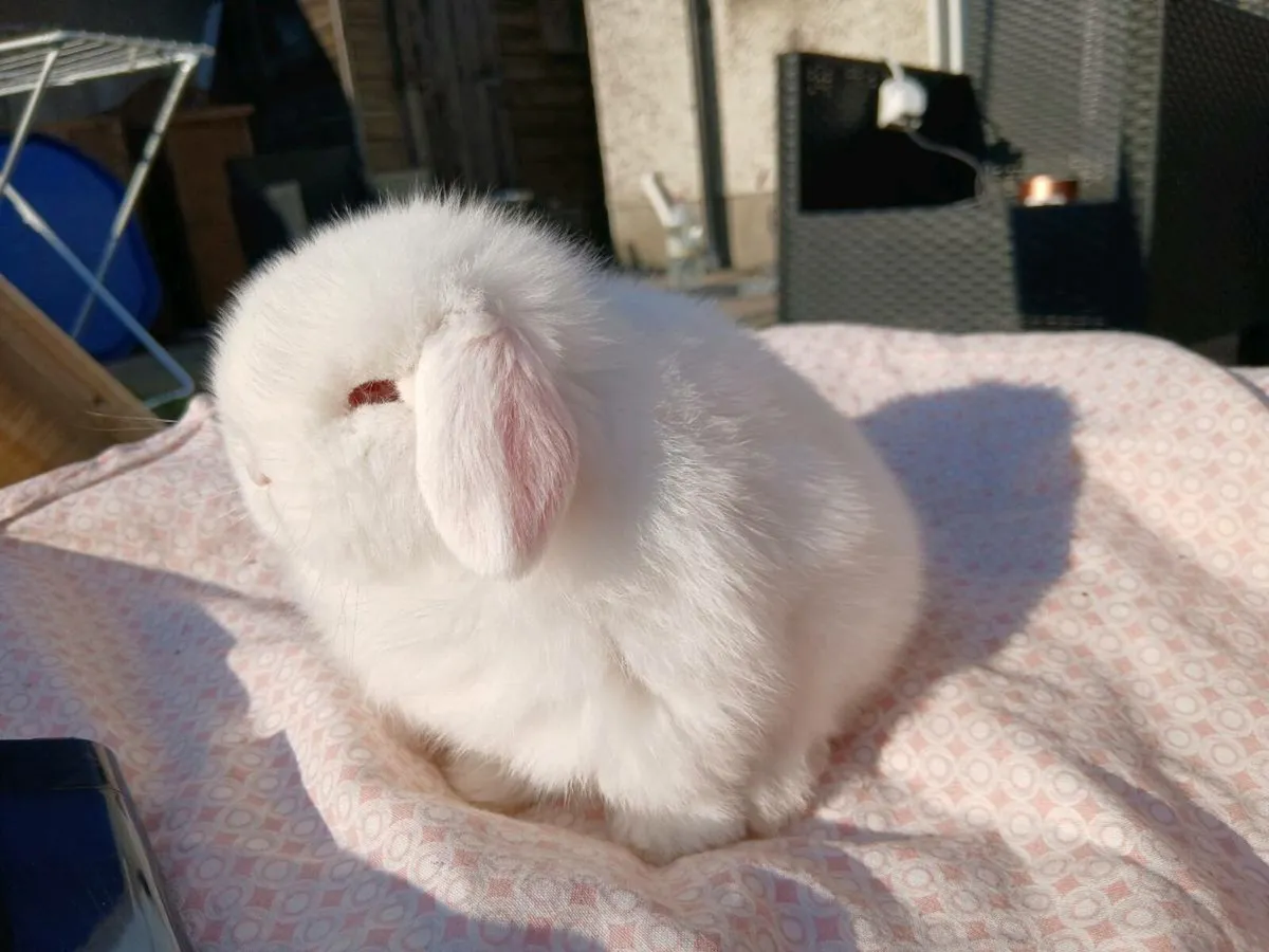 Pure bred minilop baby rabbits - Image 1