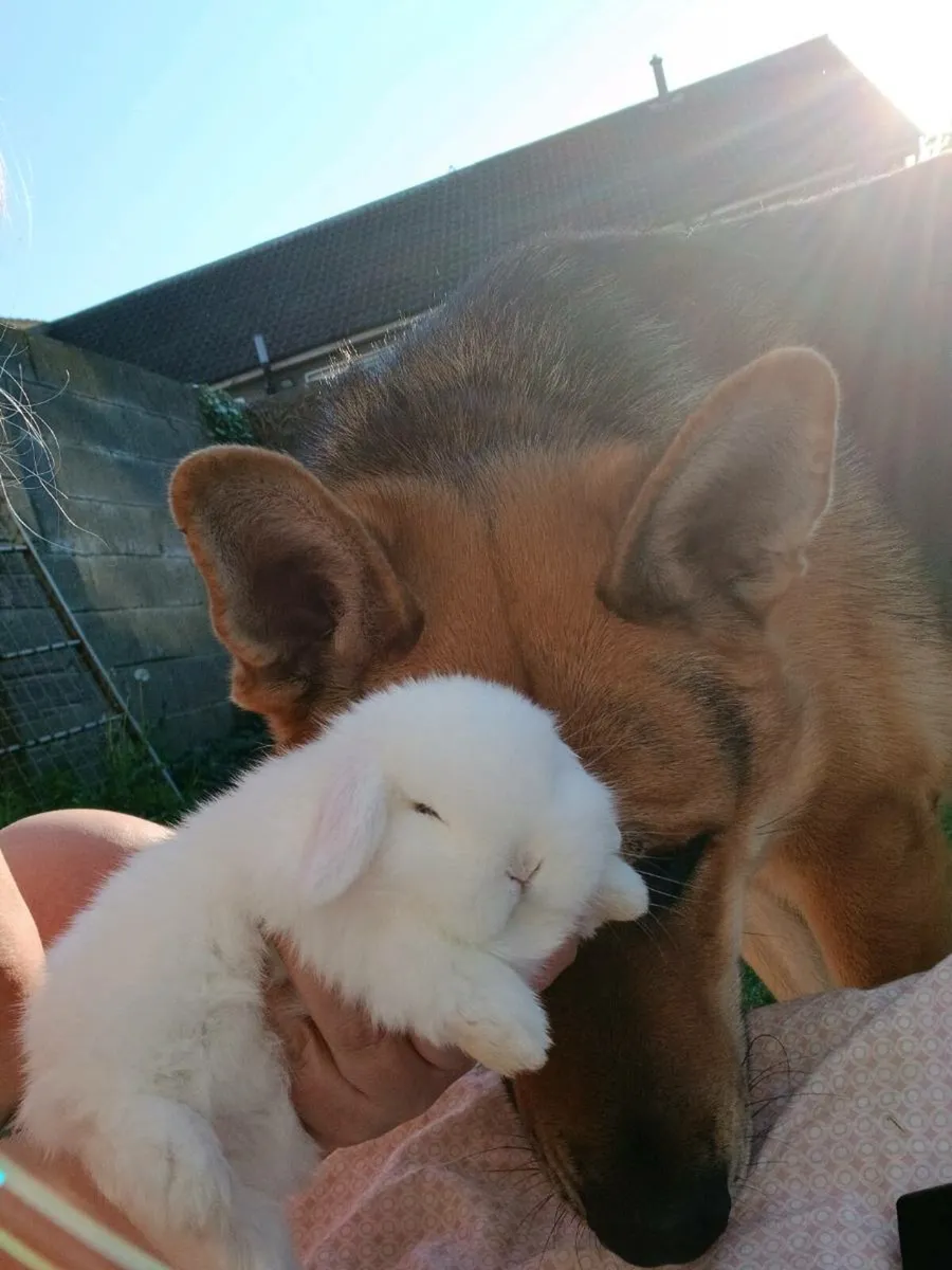 Pure bred minilop baby rabbits - Image 2