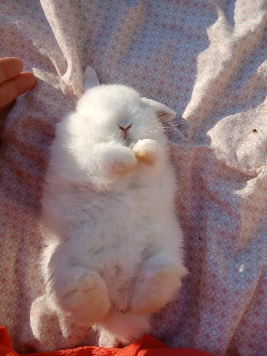 Pure bred minilop baby rabbits - Image 3