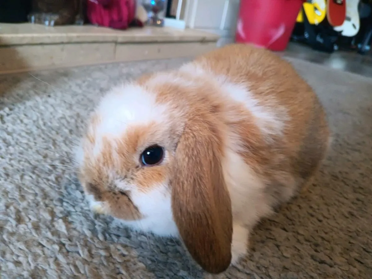 Pure bred minilop baby rabbits - Image 4