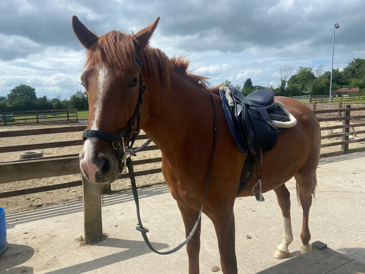 4 yr old gelding - Image 1