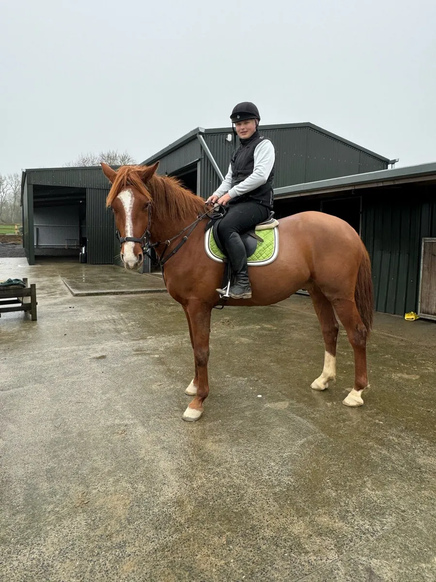 4 yr old gelding - Image 2