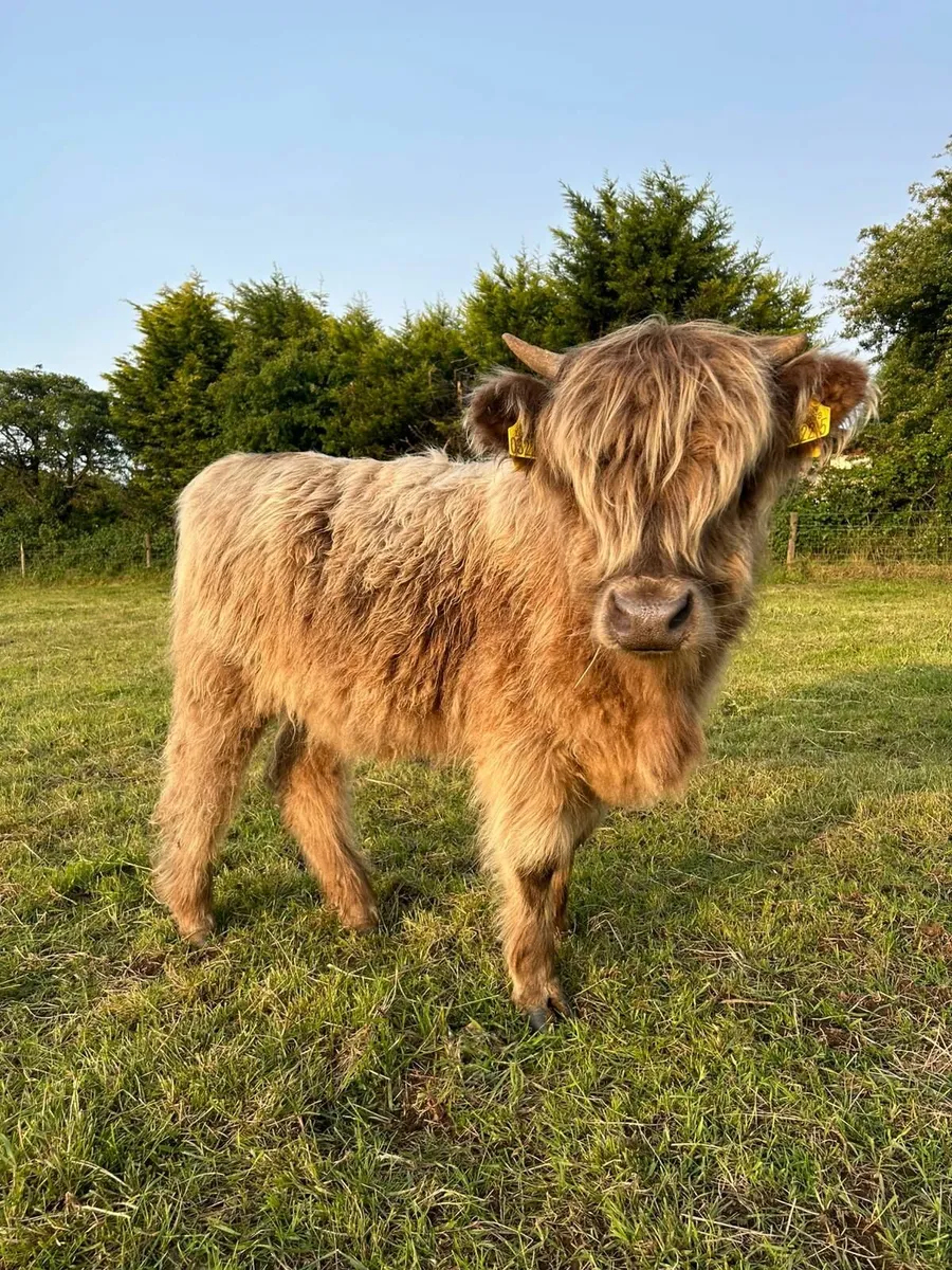 Pedigree Highland Heifer Calves - Image 1