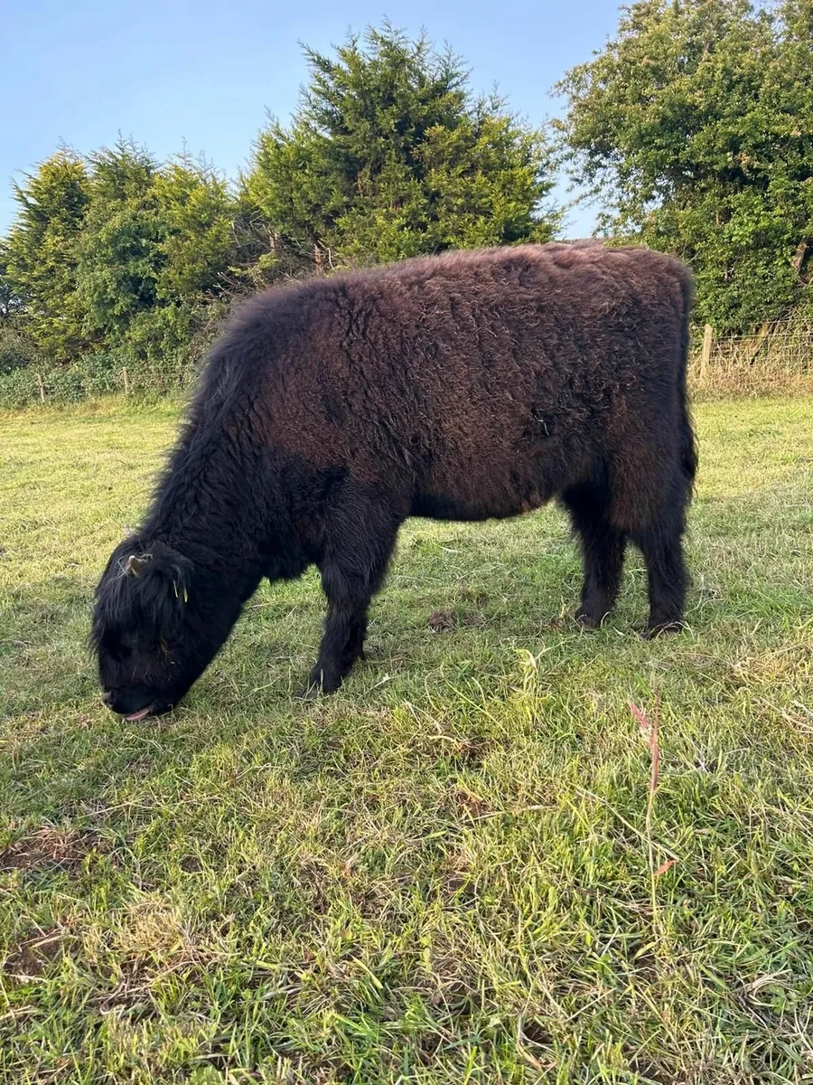 Pedigree Highland Heifer Calves - Image 2