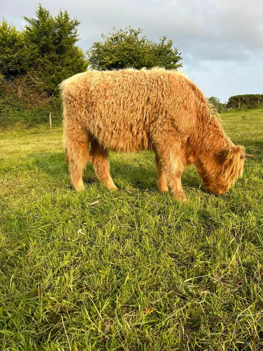 Pedigree Highland Heifer Calves - Image 3