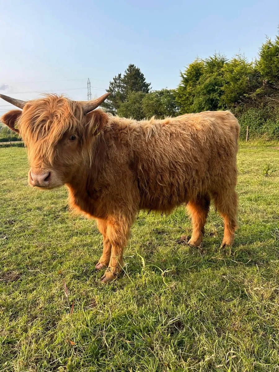 Pedigree Highland Heifer Calves - Image 4