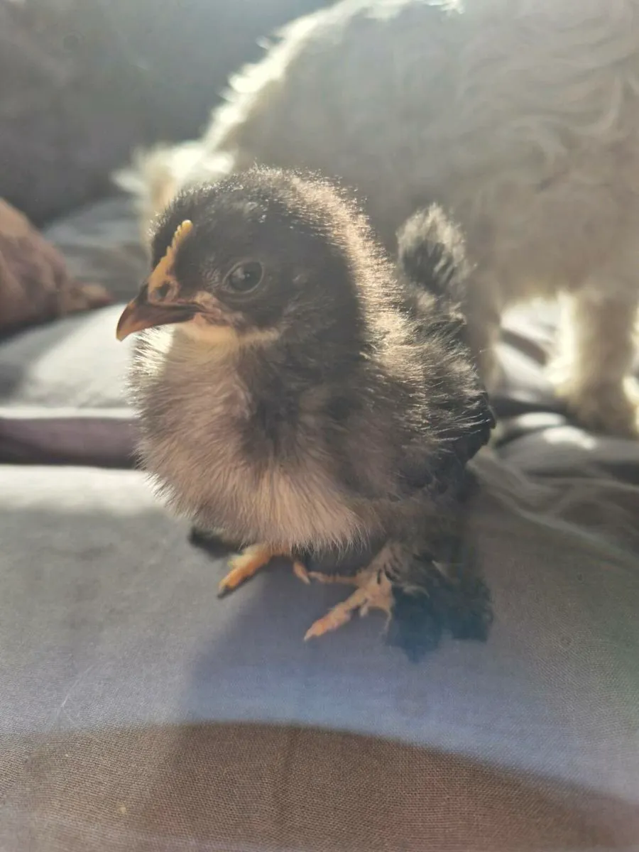 Hand raised baby pekin pet roosters 🐓 - Image 1