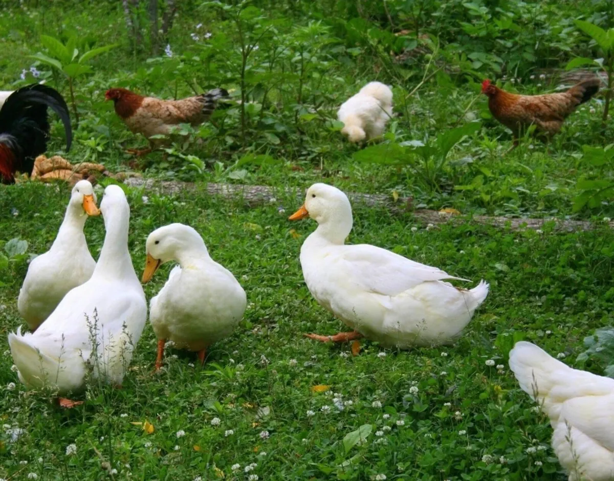 Hens & Ducks