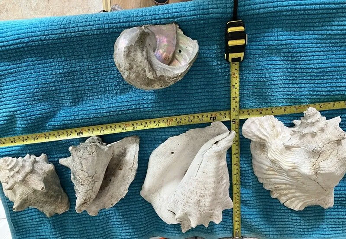 Large Conch Natural Seashell - Image 1