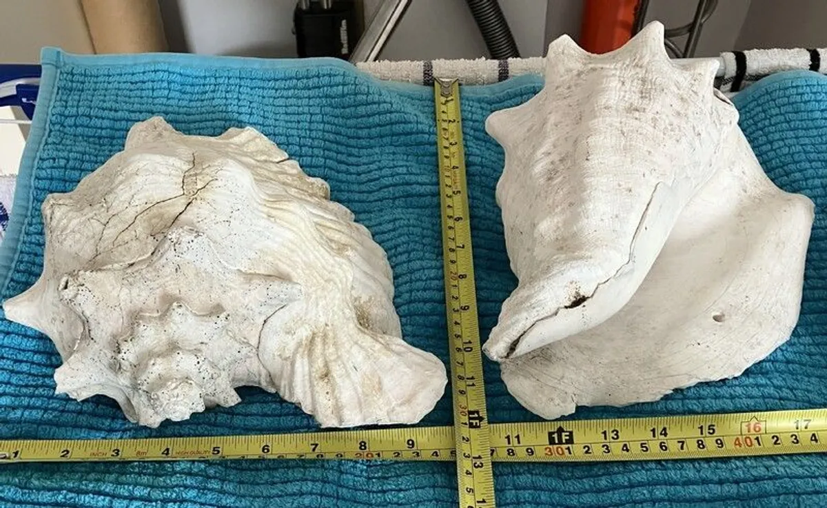 Large Conch Natural Seashell - Image 2