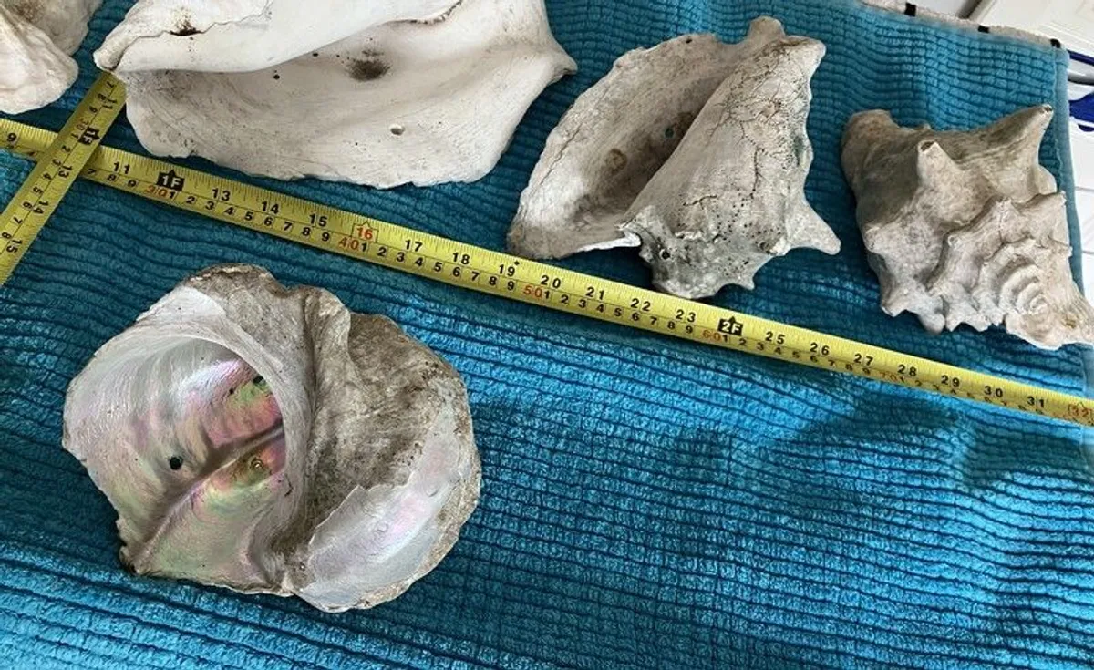 Large Conch Natural Seashell - Image 3