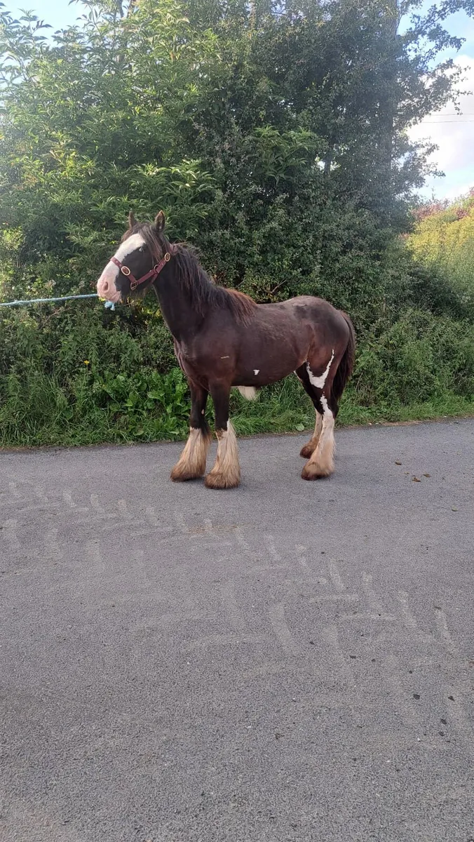 Yearling colt - Image 2