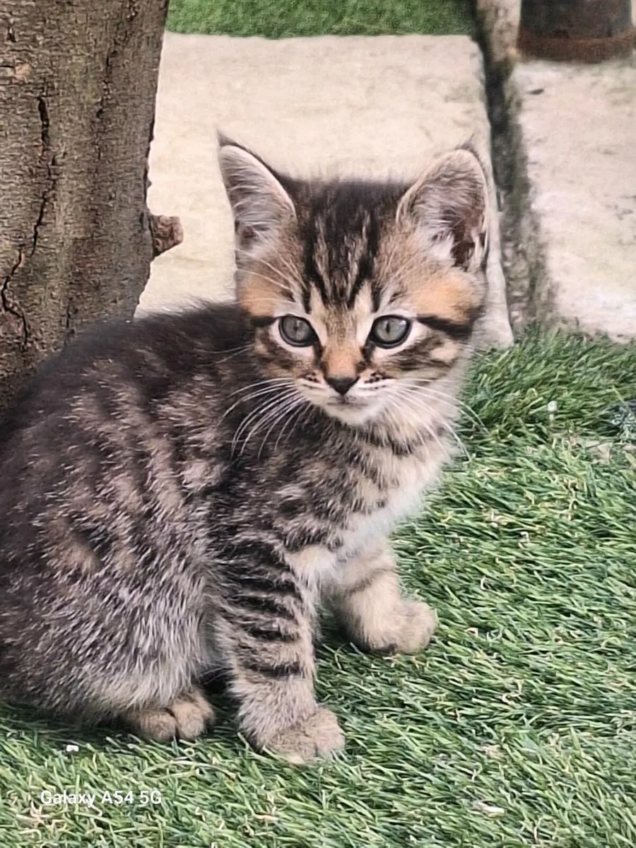 British longhair x kitten - Image 1