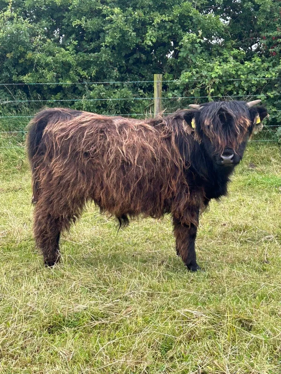 Pedigree Highland Bull Calve - Image 3