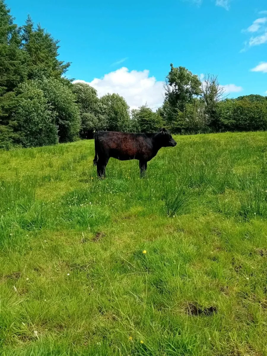 Pedigree Angus Heifer - Image 1