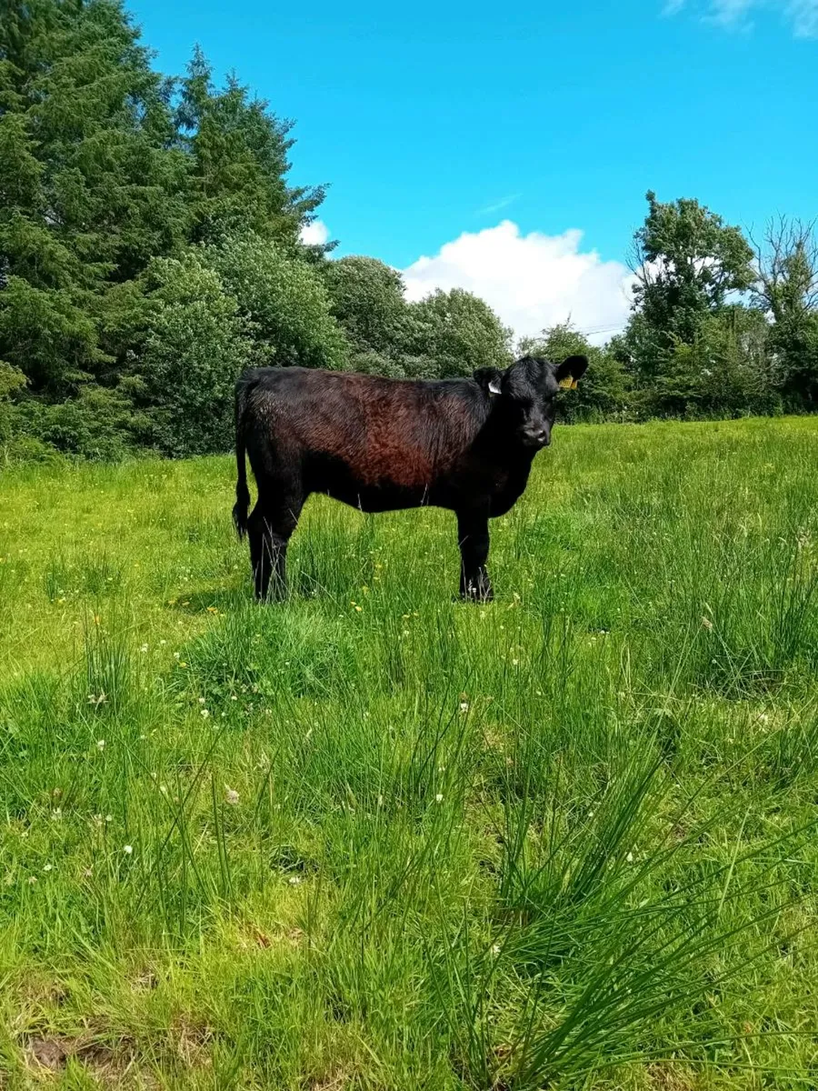 Pedigree Angus Heifer - Image 2