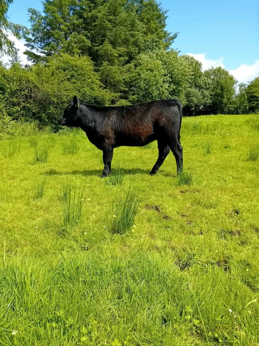 Pedigree Angus Heifer - Image 3
