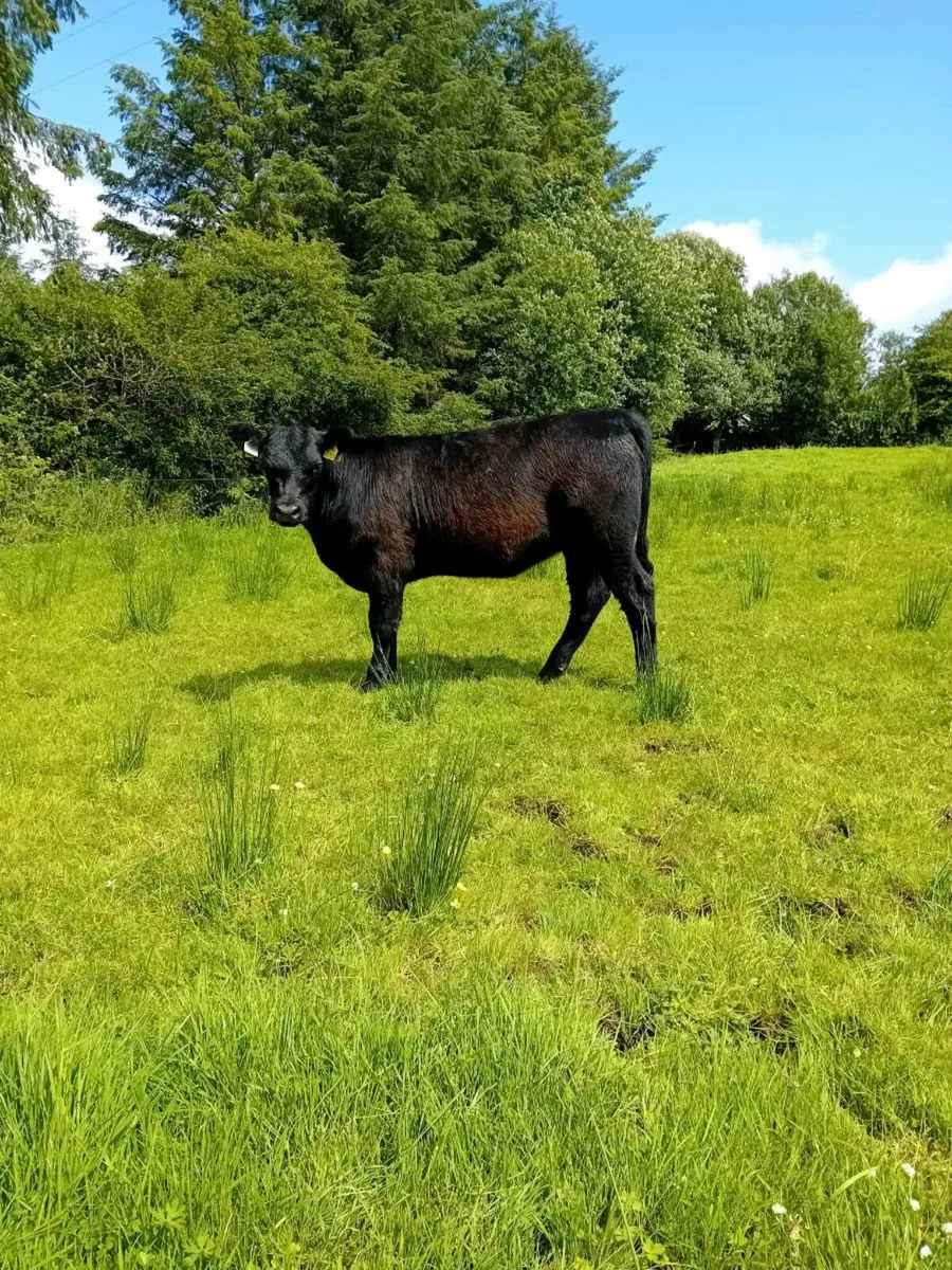 Pedigree Angus Heifer - Image 4