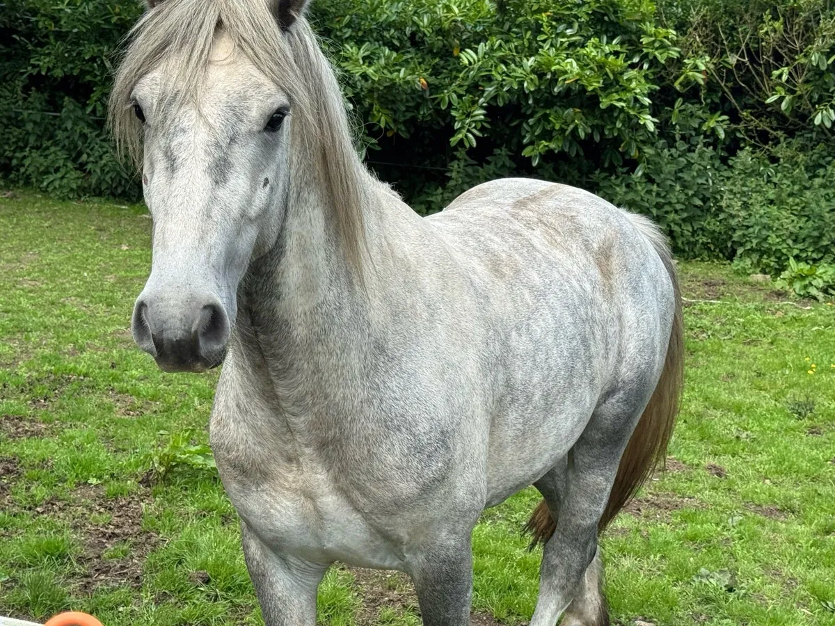 Half Conameara  horse - Image 1