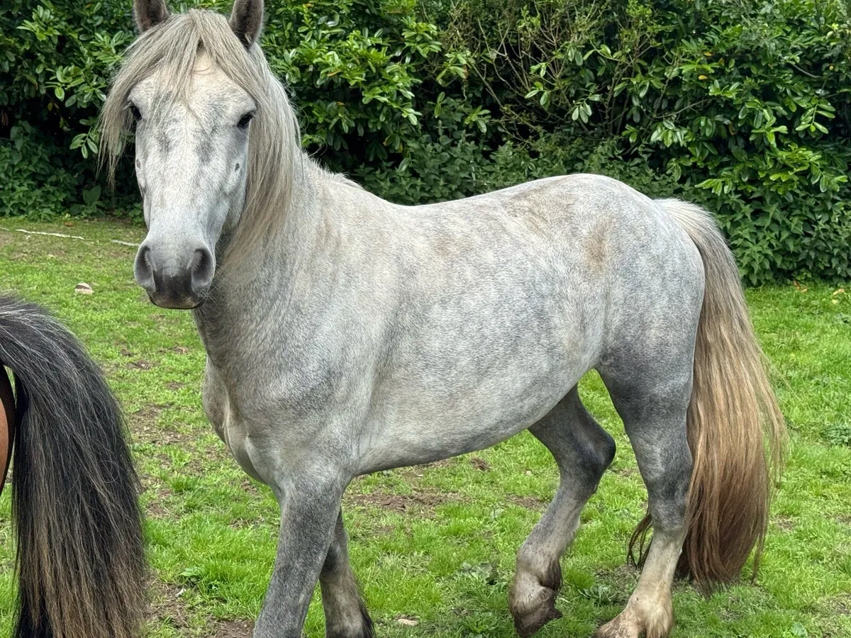 Half Conameara  horse - Image 2