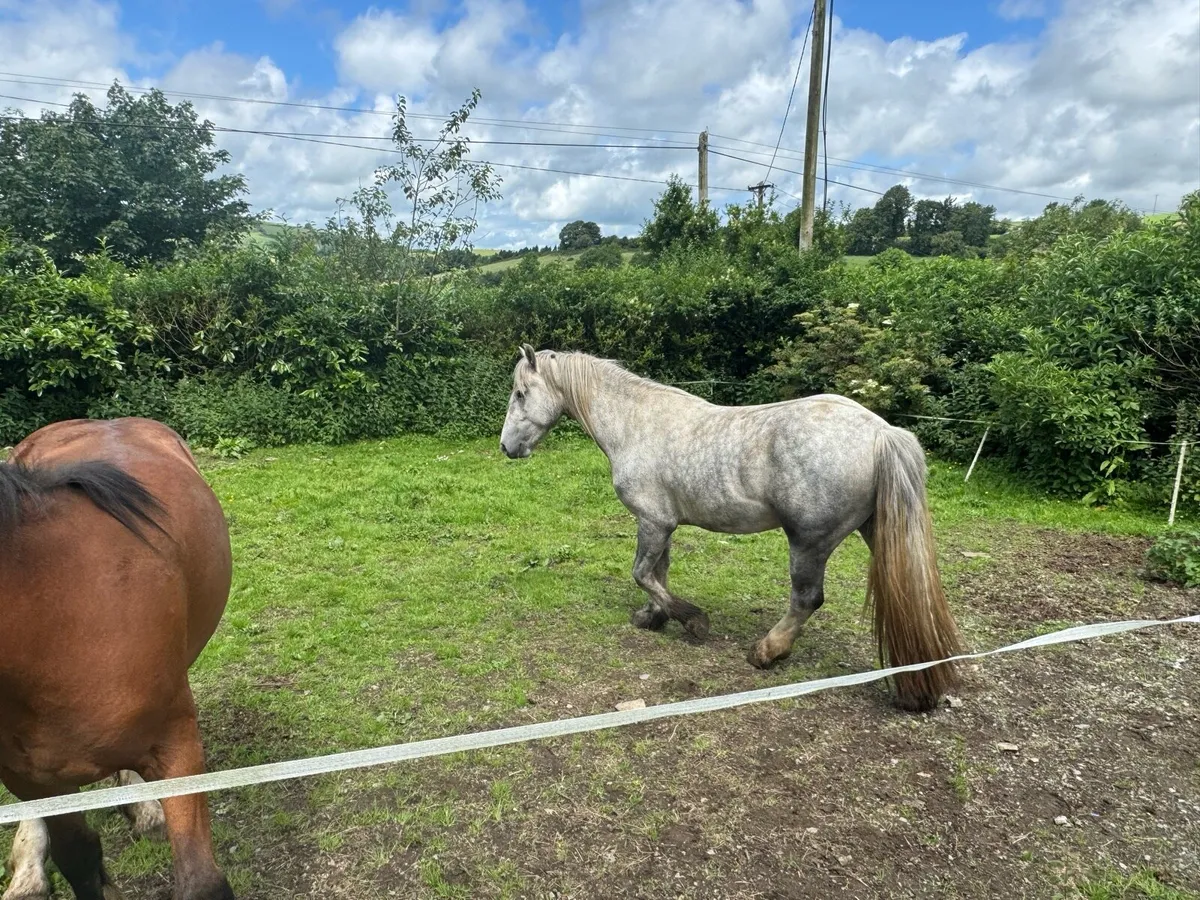 Half Conameara  horse - Image 3