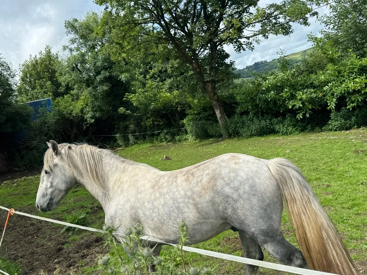 Half Conameara  horse - Image 4