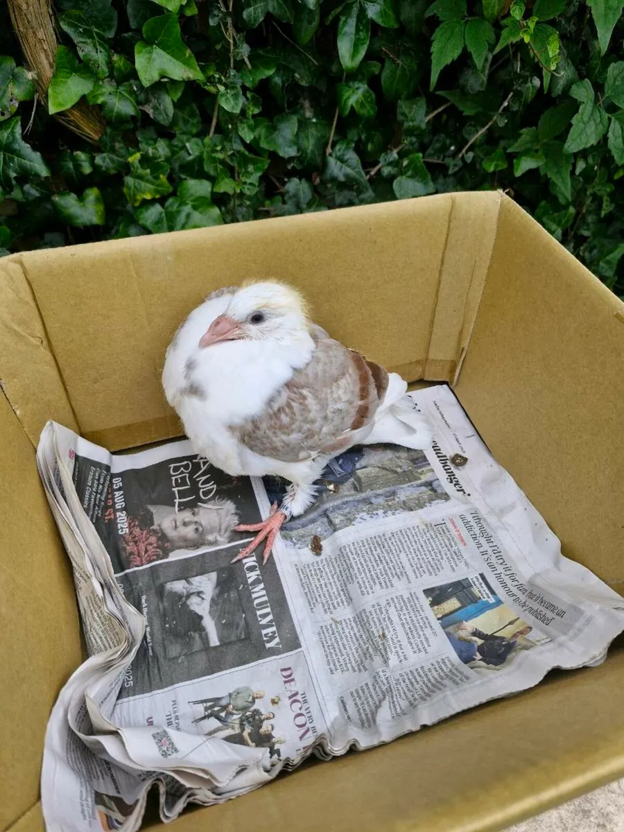 Pigeons - Image 1