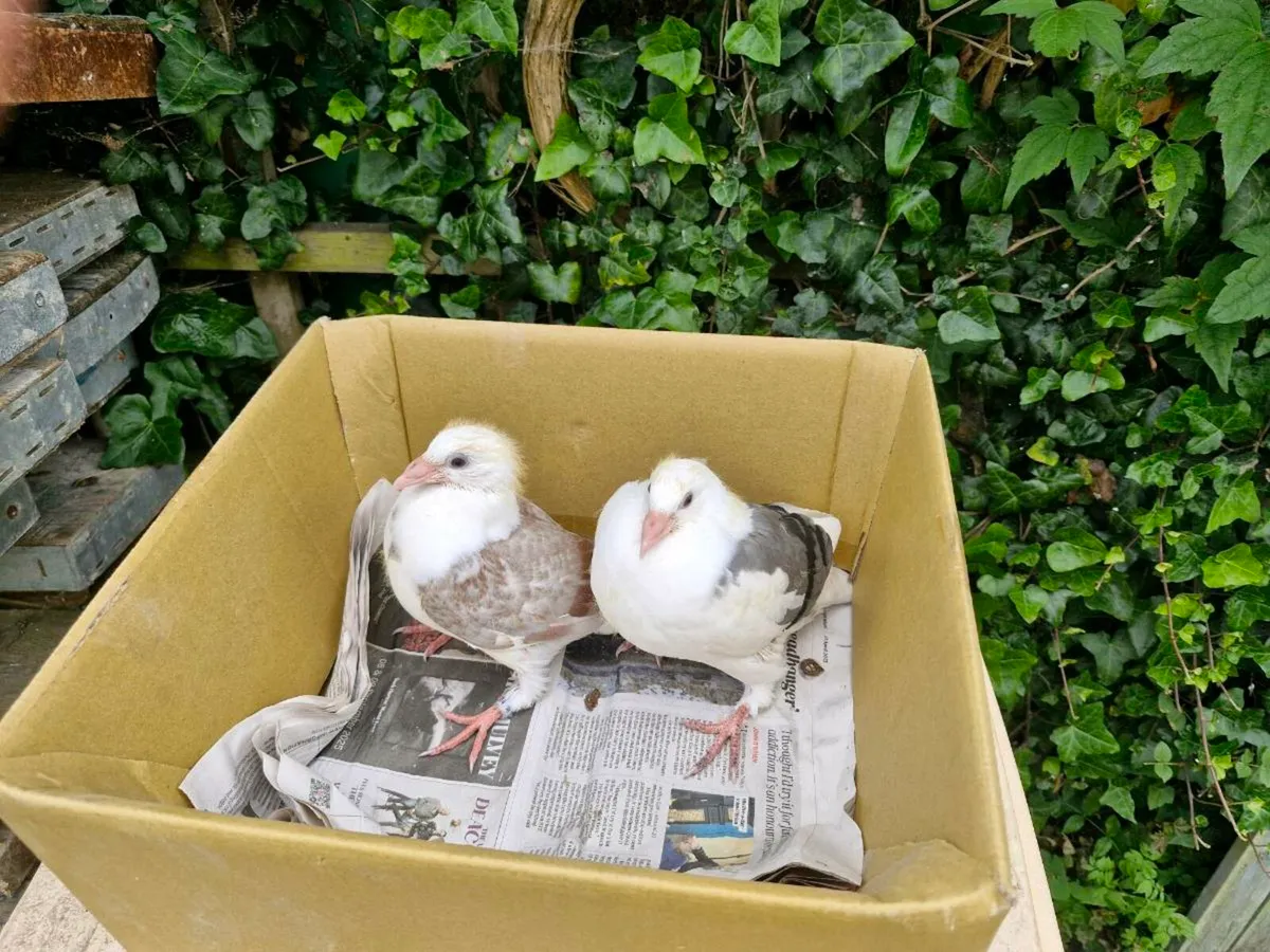 Pigeons - Image 2