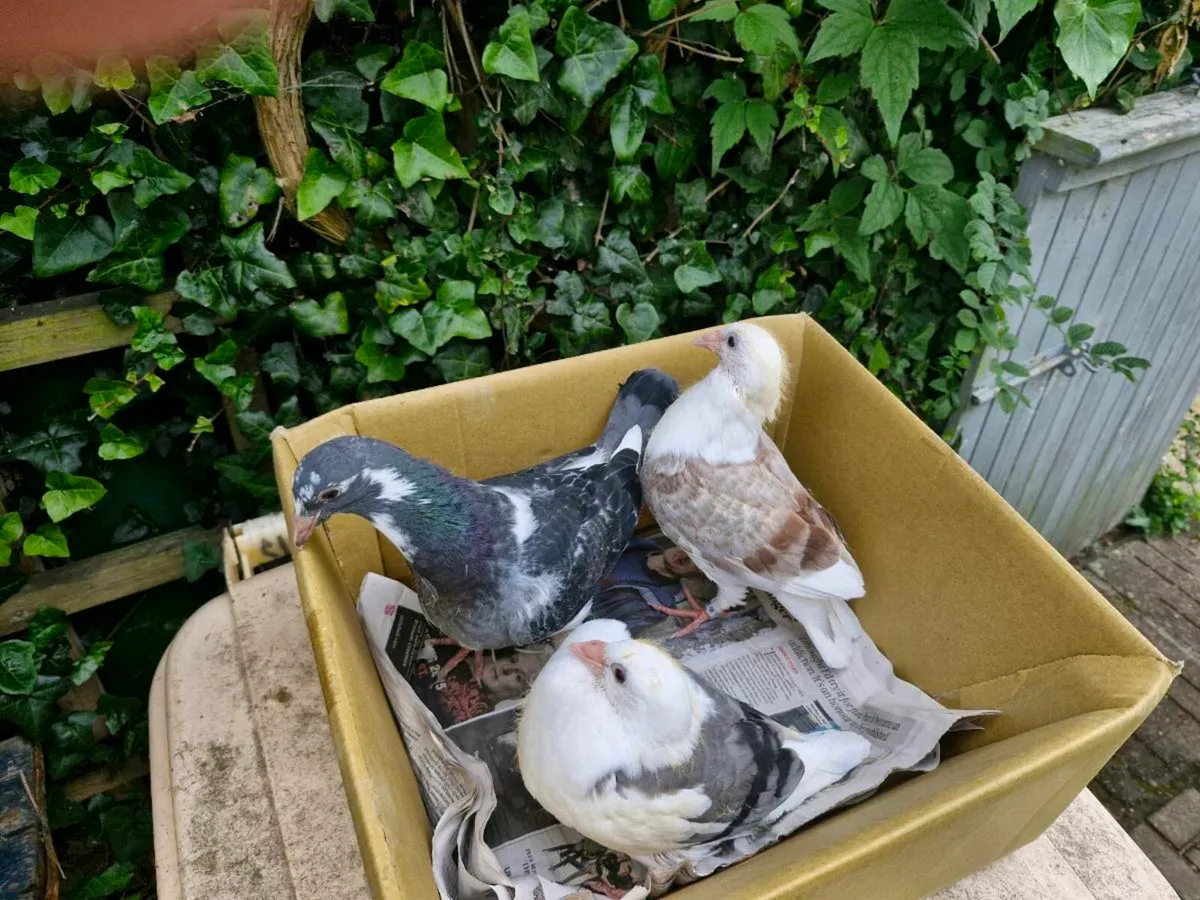 Pigeons - Image 3
