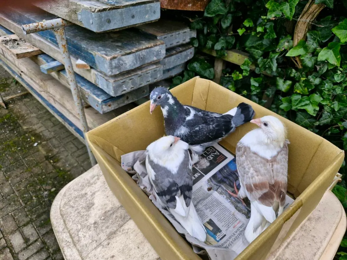 Pigeons - Image 4