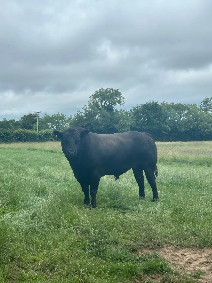ANGUS BULLS - Image 2
