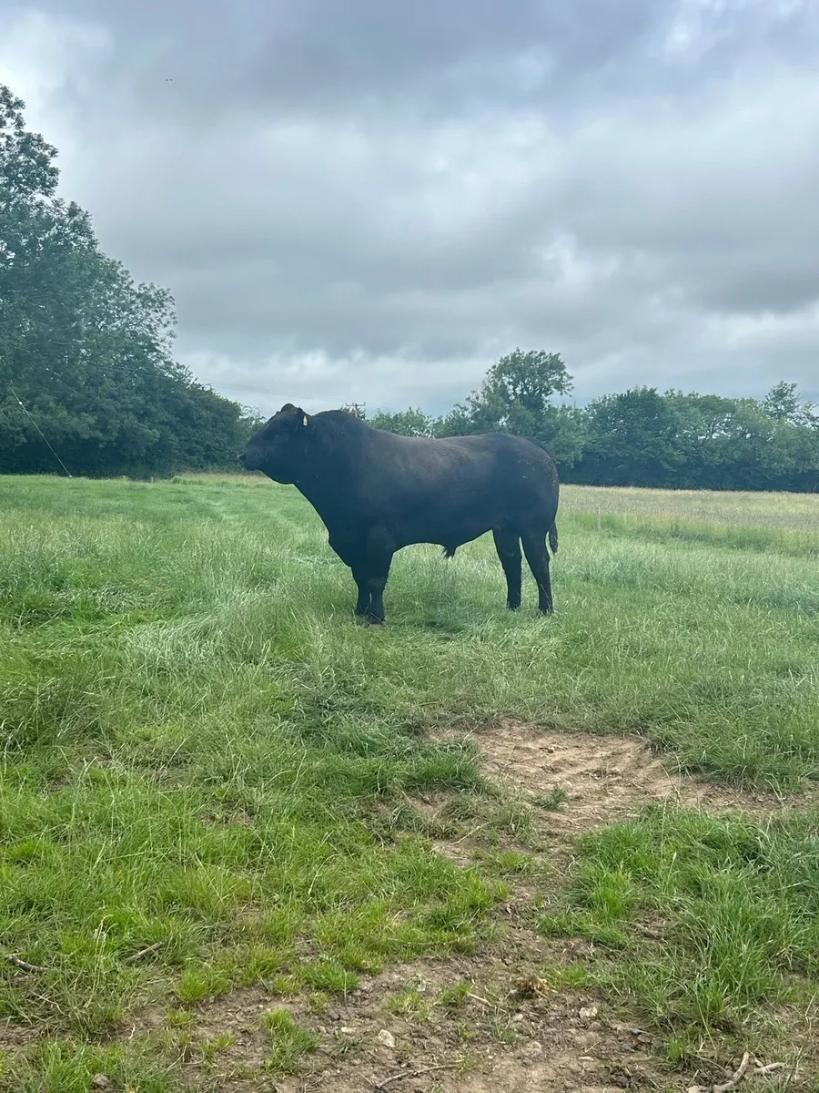 ANGUS BULLS - Image 3