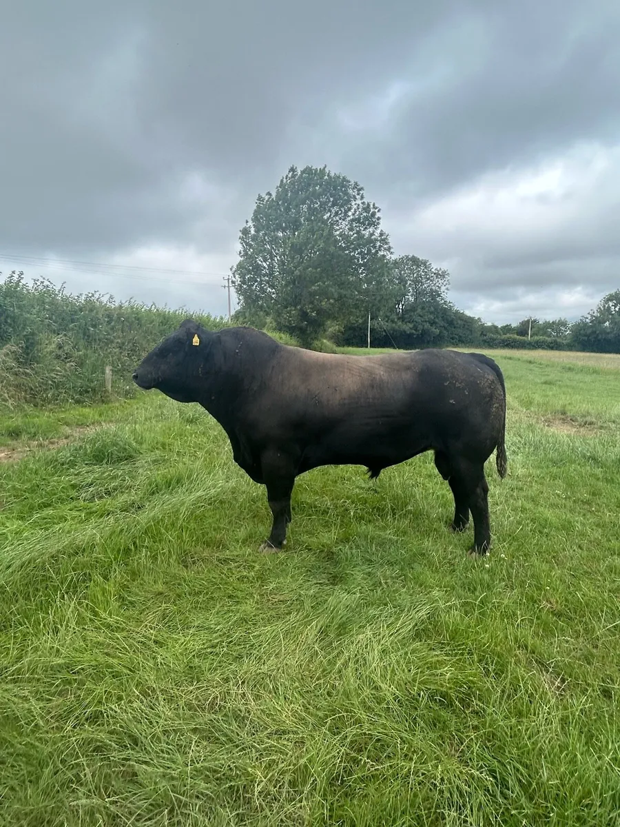 ANGUS BULLS - Image 4