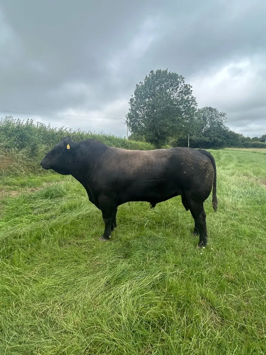 ANGUS BULLS - Image 1