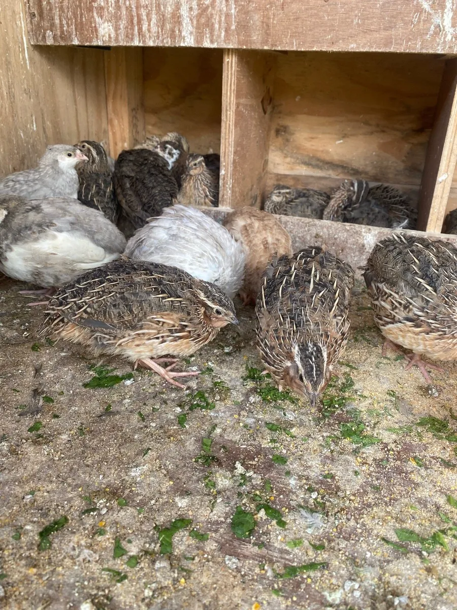 Quails - Image 1
