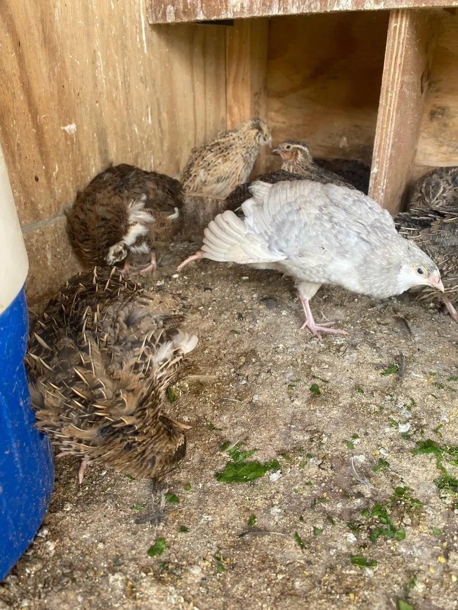 Quails - Image 2